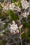 Largeleaf jointweed